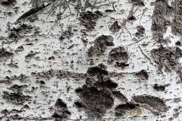 tree bark texture
