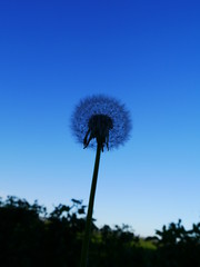 Dandelion against blue sky