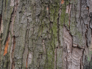 Fototapeta premium Background. Texture.