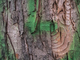 Background.  Texture.