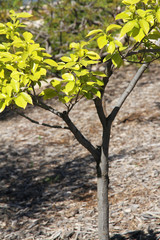 Young tree in the spring.
