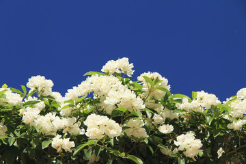 White roses in the blue sky. Summer mood.