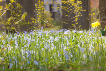 Fototapeta premium Blue flowers, green leafs and headstones in the background