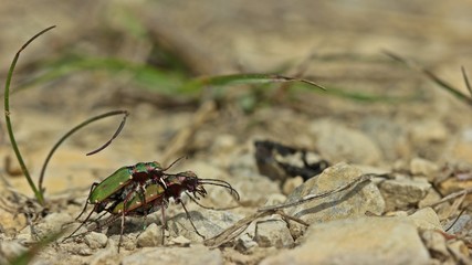 Feldsandläufer (Cicindela campestris) bei der Paarung 