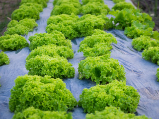 Demonstration of hydroponics on backyard in Thailand