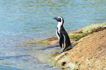 Obraz premium Pingouin du Cap (Boulders Beach, Simons town, Afrique du Sud)