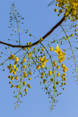 The yellow flowers