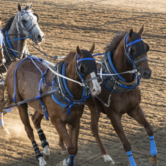 Obraz premium Konie wyścigowe chuckwagon na corocznym Calgary Stampede, Calgary, Alberta, Kanada