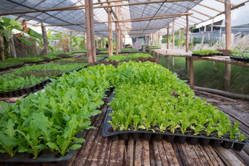 Seedling plants in the pot in the nursery, background of green plants for the garden