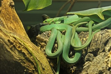 Drei Raue Grasnattern (Opheodrys aestivus) 
