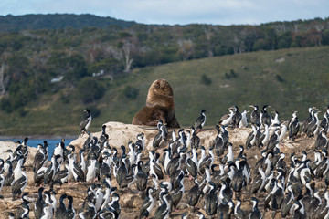 Obraz premium Colony of king cormorants and sea lion, Beagle Channel, Patagonia