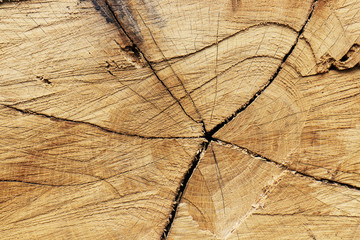 Holzschnitt