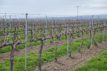 Grape vines at a winery