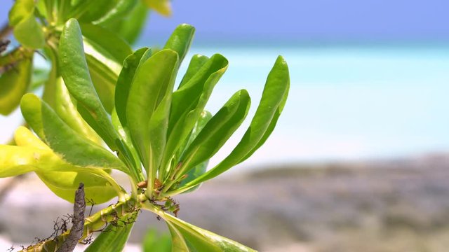 Green leaf at the beach on Maldives island, perfect getaway for your vacations
