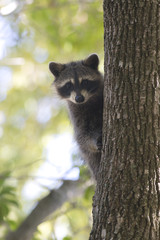 Obraz premium Racoon carnivore mammal in the wild Procyon lotor