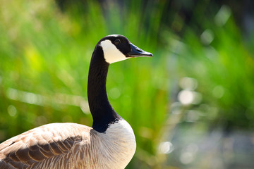 Canadian Goose