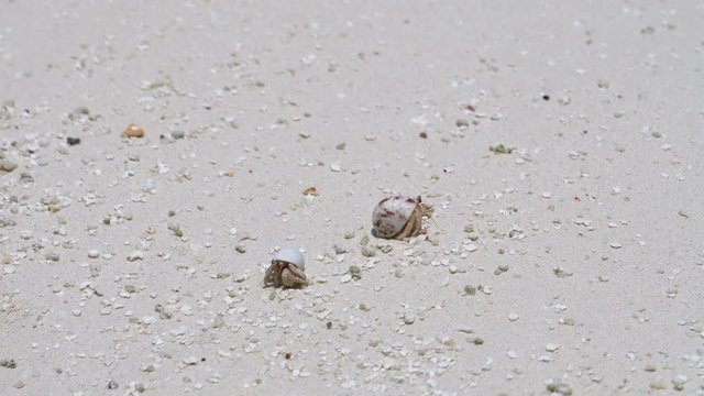 Hermit crabs crawling on sand in Maldives island 
