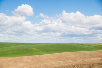 Obraz premium Green grass and brown dirt under puffy white clouds and a blue sky