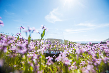 Red wine glass in field of purple flowers