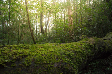 Obraz premium wood covered with green moss in the forest