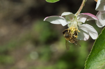 bee and apple blossom
