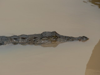 Fototapeta premium Im Dschungel von 'Ghana / Afrika - Krokodil