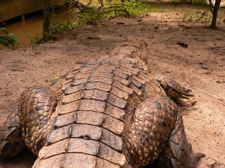 Fototapeta premium Im Dschungel von Ghana / Afrika - Krokodil