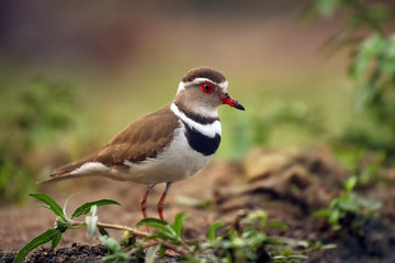 The three-banded plover, or three-banded sandplover (Charadrius tricollaris)