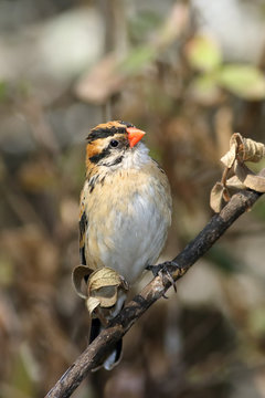 The village indigobird or steelblue widowfinch (Vidua chalybeata) sitting on the branch