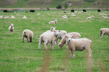 Naklejka na ściany i meble Flock of Sheep, New Zealand 