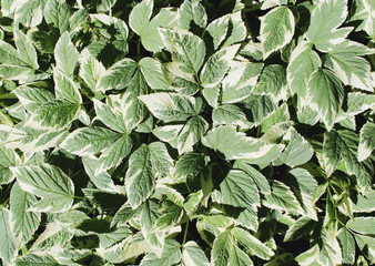 Wild grape leaves on a wooden fence. Green leaves with white edges. Decorative grapes. Texture of leaves close-up