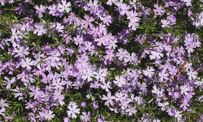 Macro image of spring purple flowers violet, abstract soft floral background. Many cute flowers in the form of a background. Wildflowers. Violet texture