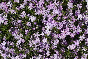 Naklejka premium Macro image of spring purple flowers violet, abstract soft floral background. Many cute flowers in the form of a background. Wildflowers. Violet texture
