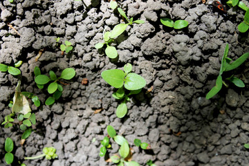 Plants on a stone wall. The power of life and the power of nature: germination breaks through a stone wall to grow into a larger tree and grow. Close-up of plant and wall texture