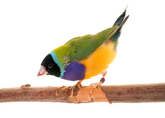 Gouldian finch in studio
