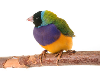 Gouldian finch in studio