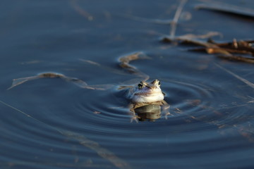 Rana arvalis. The frog swims in the water