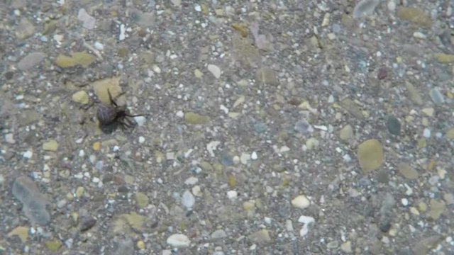 Zecke flieht auf einer Strasse