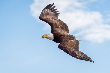 Bald Eagles on the James River