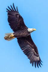 Bald Eagles on the James River