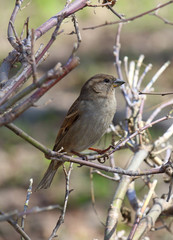 Female house Sparrow in the early spring