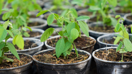 Seedlings in pot