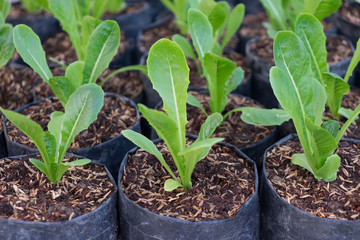 Seedling plants in the pot in the nursery, background of green plants for the garden