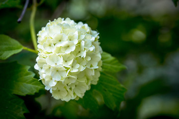 une fleur boule de neige blanche avec ses feuilles