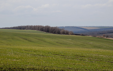 Green field of wheat on spring