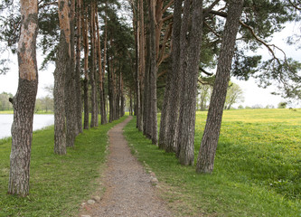 Alley of trees near the lake