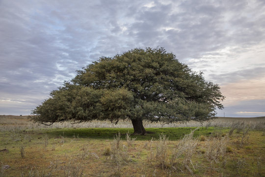 Calden, &aacute;rbol autoctono de Argentina presentes en los bosques pampeanos.