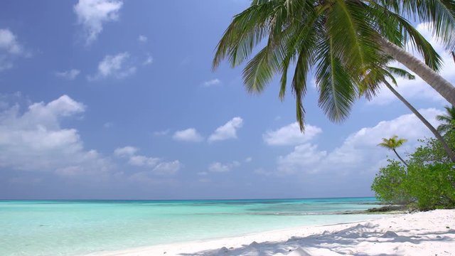 Tropical pristine beach with coconut palm and turquoise water, Maldives travel destination

