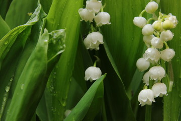Bl&uuml;hende Maigl&ouml;ckchen nach dem Regen
