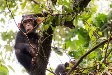 YOUNG CHIMP IN MAHALE'S JUNGLE